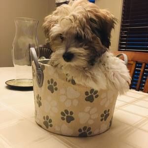 Meet your Posher, Louise